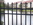 Close-up image of aluminum fencing